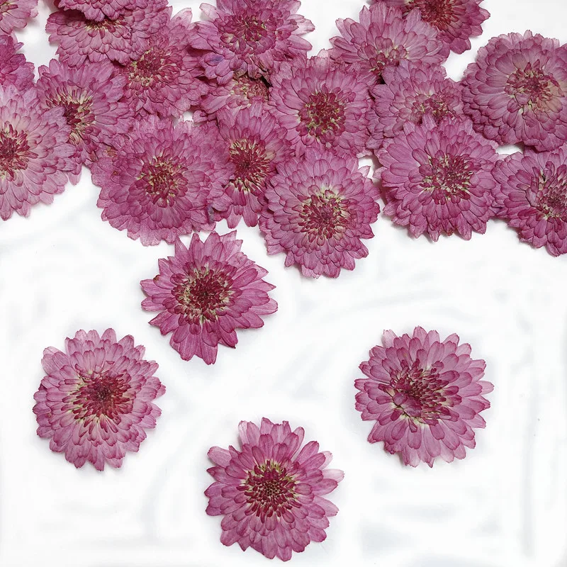 Art Craft 2 Year Olds - Bunga padat alami krisan kering asli,