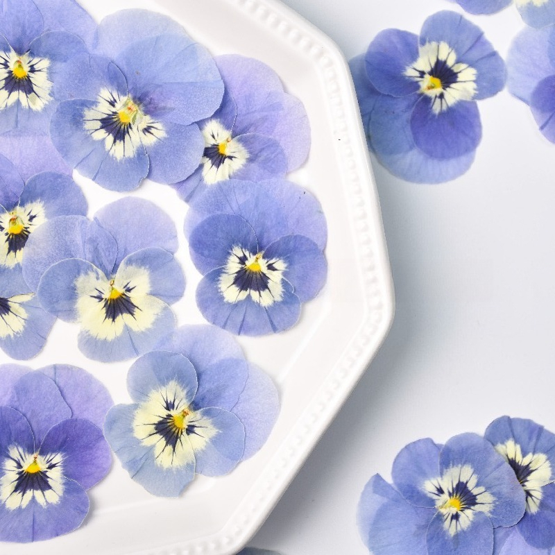 Art Craft 2 Year Olds - 24pcs, Bunga Pansy Biru Muda Asli