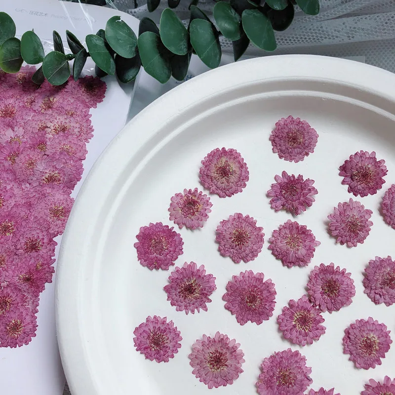 Bunga padat alami krisan kerin - Art Craft 2 Year Olds ulasan dan harga