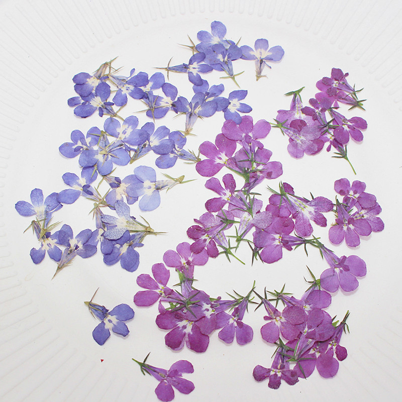 60 Buah Ditekan Kering Lobelia - Art Craft 2 Year Olds ulasan dan harga