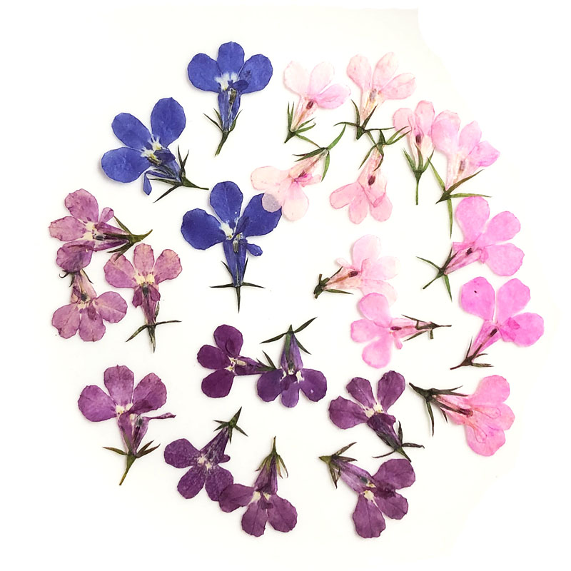 60 Buah Ditekan Kering Lobelia - Art Craft 2 Year Olds ulasan dan harga