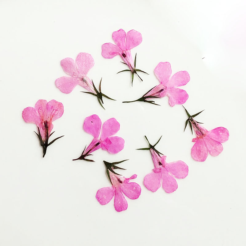 60 Buah Ditekan Kering Lobelia - Art Craft 2 Year Olds ulasan dan harga