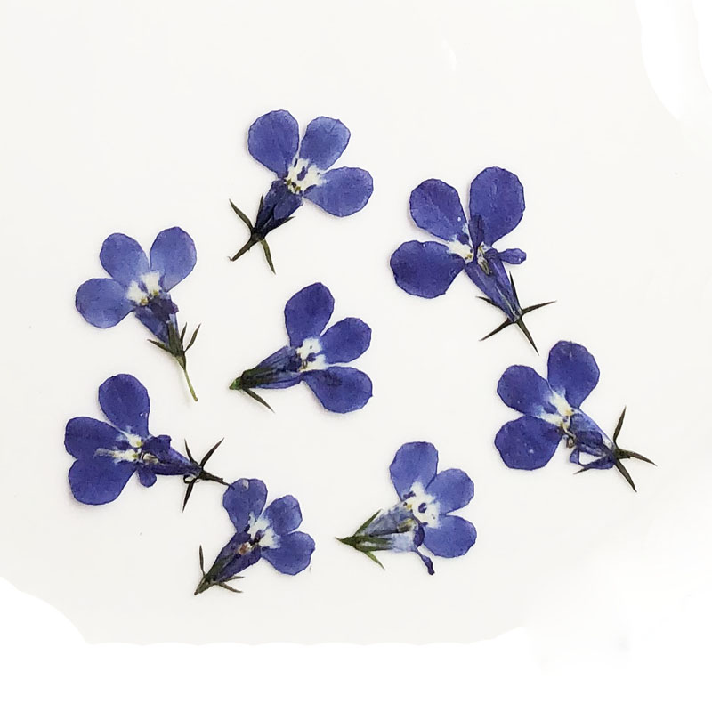 60 Buah Ditekan Kering Lobelia - Art Craft 2 Year Olds ulasan dan harga