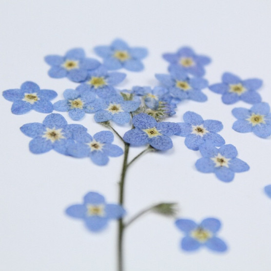 100 Buah/0.5-1Cm, Kelopak Bung - Art Craft 2 Year Olds ulasan dan harga