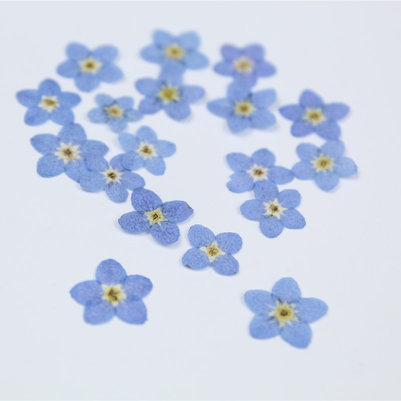100 Buah/0.5-1Cm, Kelopak Bung - Art Craft 2 Year Olds ulasan dan harga