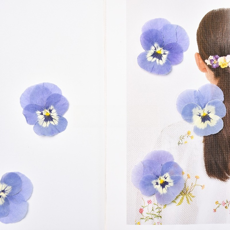 24pcs, Bunga Pansy Biru Muda A - Art Craft 2 Year Olds ulasan dan harga