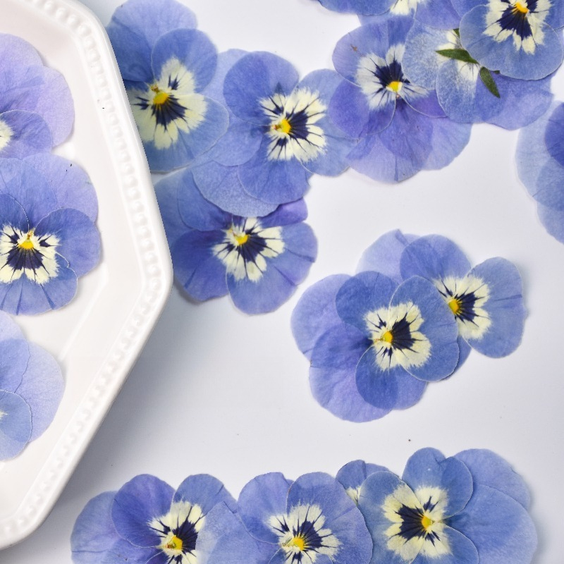 24pcs, Bunga Pansy Biru Muda A - Art Craft 2 Year Olds ulasan dan harga
